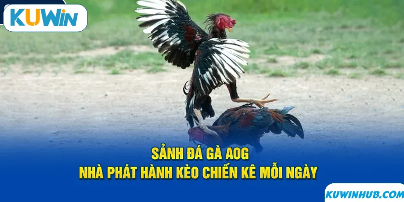 Đánh giá về AOG đá gà