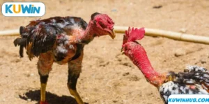 Sv88 - Sảnh Cược Đá Gà Hấp Dẫn Và Chất Lượng Tại KUWIN