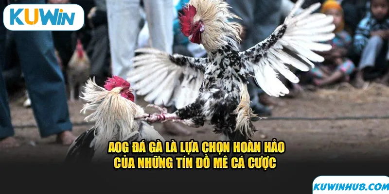 Những tựa game có tại AOG đá gà