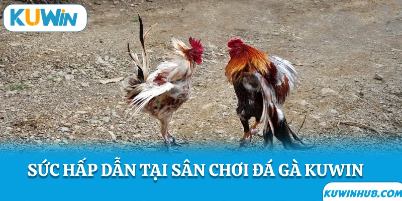 Sức hút của đá gà KUWIN