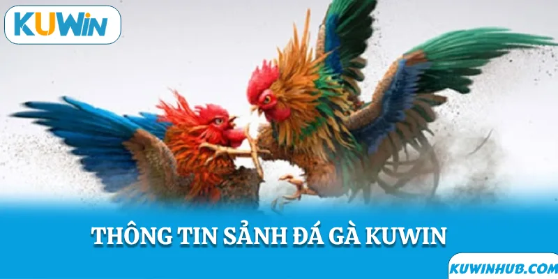 Thông tin về sảnh đá gà KUWIN