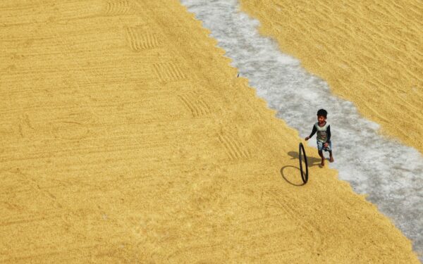 Cozy farming and life sims on phones: how to choose the right game for you