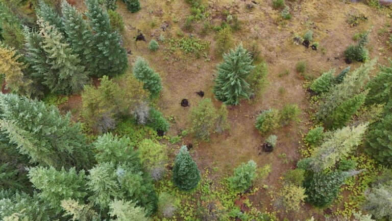 Survival game forest